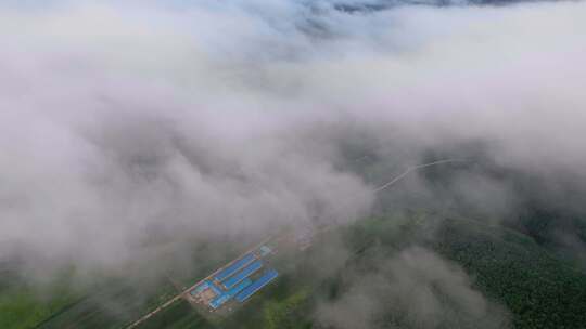 4k航拍雨后山林