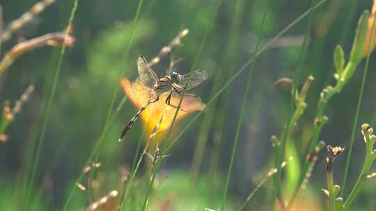 萱草花丛中的蜻蜓视频素材模板下载