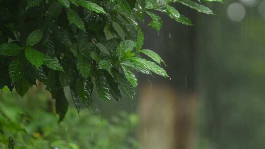 暴雨天森林中的绿色植物