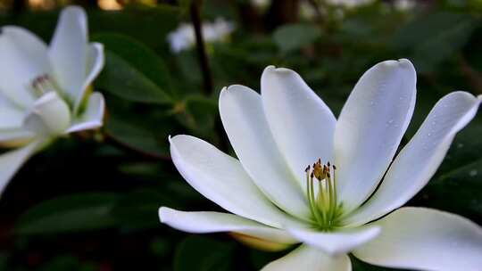 带水珠的白色栀子花花朵特写