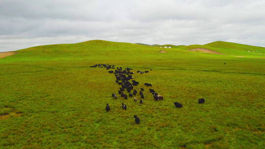 甘南草原夏季牦牛羊群4K航拍