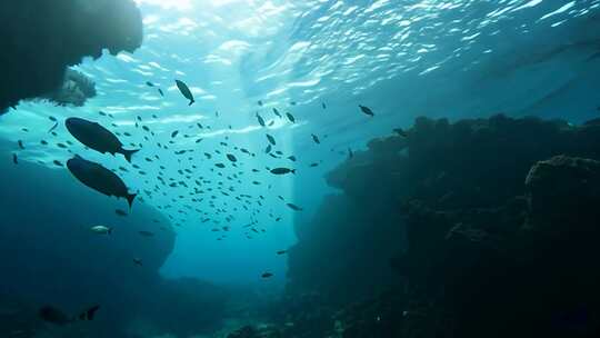 4k阳光透过海面大海里的鱼群海洋生物