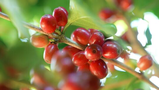 咖啡树上的鲜果