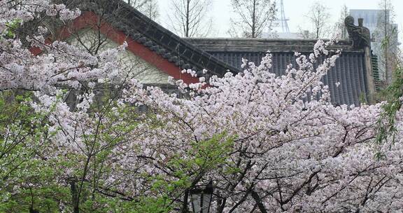 唯美春天南京古城墙鸡鸣寺樱花