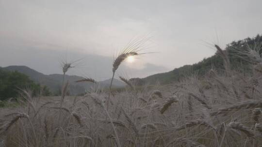 麦田麦穗夕阳逆光升格LOG