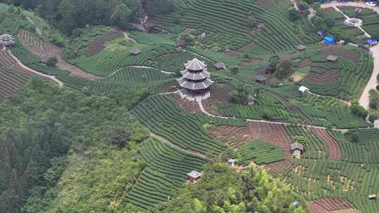 仙人山景区布央茶园航拍