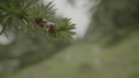 森林雨季