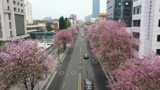 航拍国内柳州市紫荆花