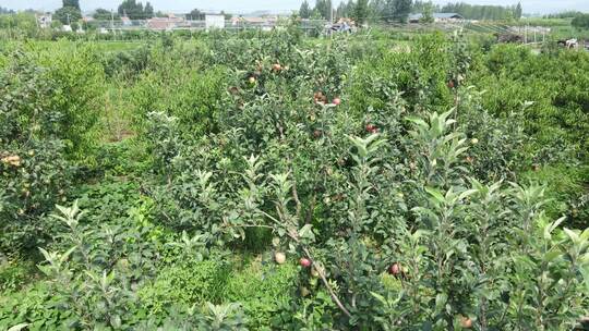 苹果树 苹果种植 苹果园 农家乐