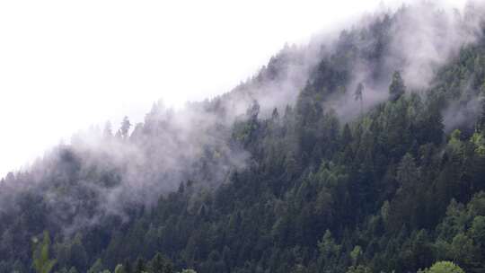 雾气树林 雾气森林