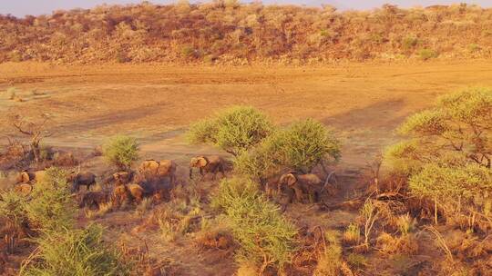 非洲象在野外行走视频素材模板下载