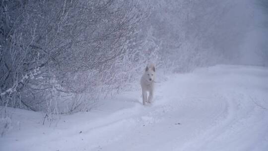 白狗走在积雪的小路上