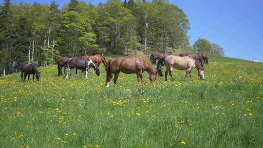 草原上马群在吃草