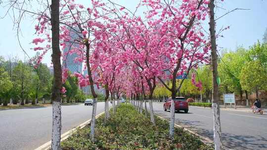 春天各种花樱花梨花桃花垂丝海棠视频素材模板下载