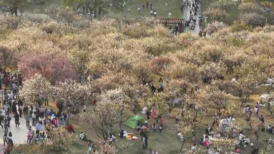 中国广东省广州市黄埔区市民广场梅花