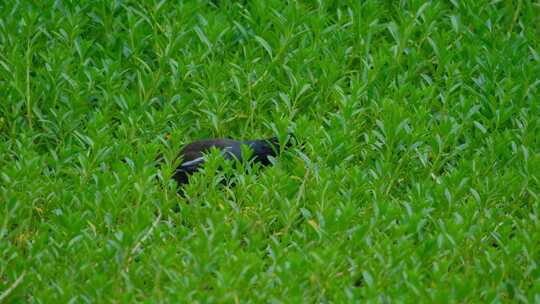 草丛 沼泽地 湿地 黑水鸡 觅食