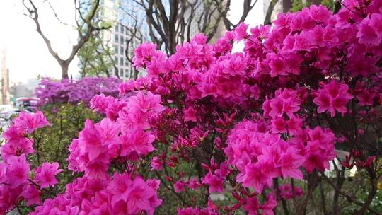 花卉市场花卉