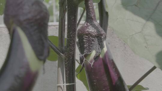 农家庭院里种的紫茄子LOG