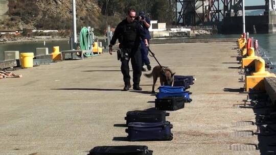 警察在训练缉毒犬