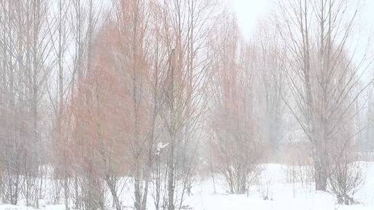 大兴安岭林区红柳春雪风景视频素材模板下载