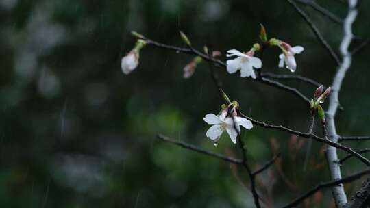 春天雨季樱花升格空镜