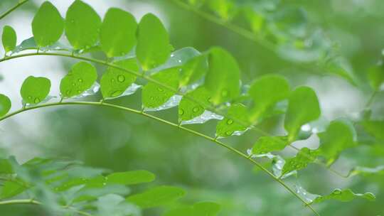 雨滴从绿色植物上落下唯美素材