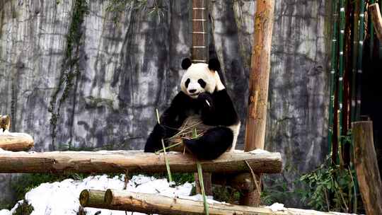 冬天大雪后可爱萌宠大熊猫在户外吃竹子