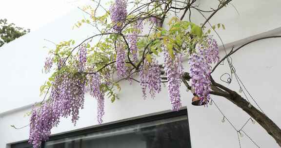 春天小院美丽紫藤花开