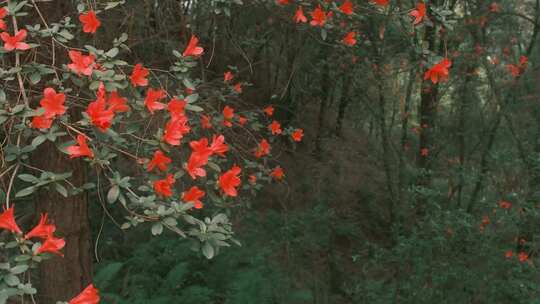 红色杜鹃花 | 森林