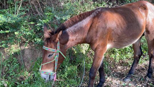 骡子拉砖吃草4K实拍视频