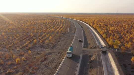 穿越金秋戈壁胡杨林道路车流