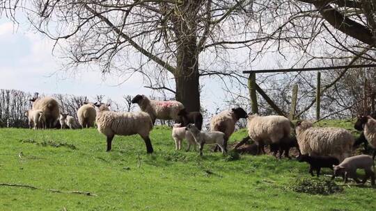 草原上的羊群视频素材模板下载