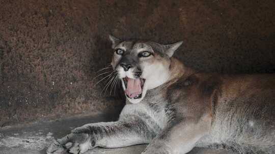 黑豹美洲狮野猫捕食者