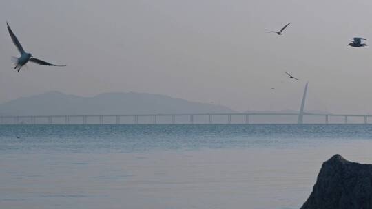 深圳湾鸟类栖息地自然风光视频