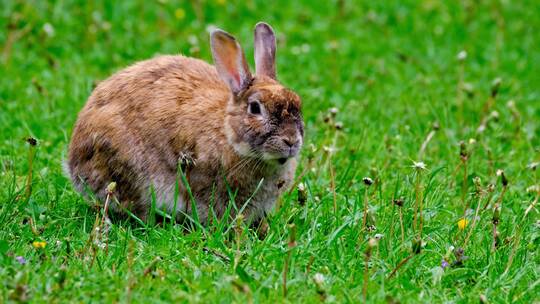 兔年生肖2023兔年素材活兔子