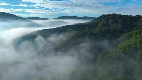 雨雾缭绕的茶山