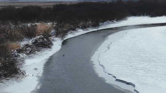 大兴安岭春天不冻河水面上的水鸭子视频素材模板下载