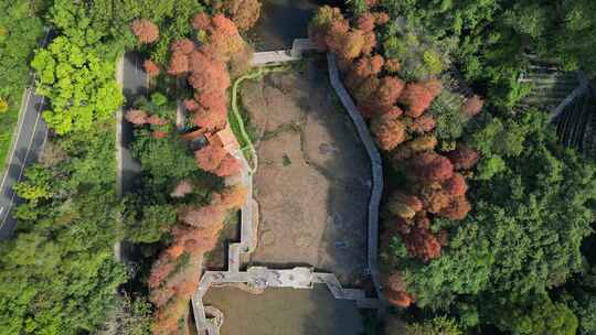 航拍广东省深圳市仙湖植物园落羽杉