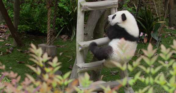 两只可爱大熊猫幼崽在一起玩耍打架追逐嬉戏