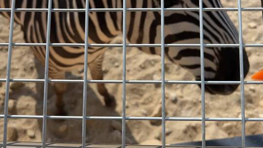 泉城欧乐堡动物世界动物表演视频素材模板下载