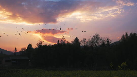 落日夕阳晚霞天空中飞翔的鸟群