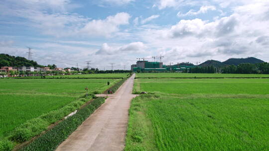 夏日里绿油油的稻田风车美丽的乡村田野航拍视频素材模板下载