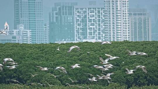 深圳湾鸟类栖息地自然风光视频