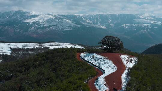 冬季积雪山区一个孤独大树远处连绵雪山