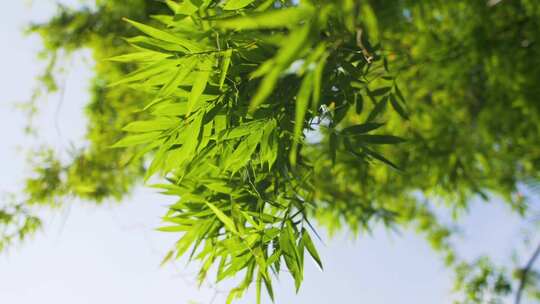 小清新夏天竹叶意境空镜头唯美植物