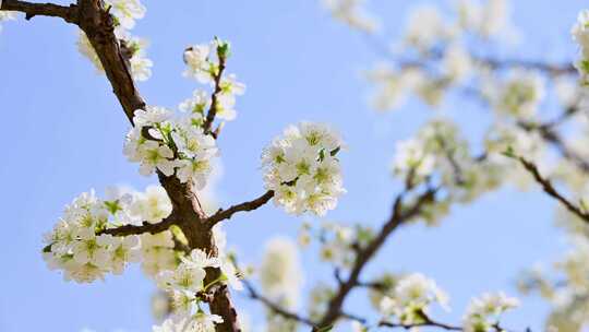 春天阳光下盛开的白色梨花蜜蜂采蜜