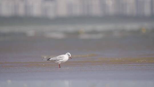 秦皇岛海鸥 海鸟