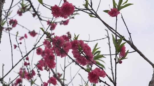 春天桃花花朵花瓣花开绽放