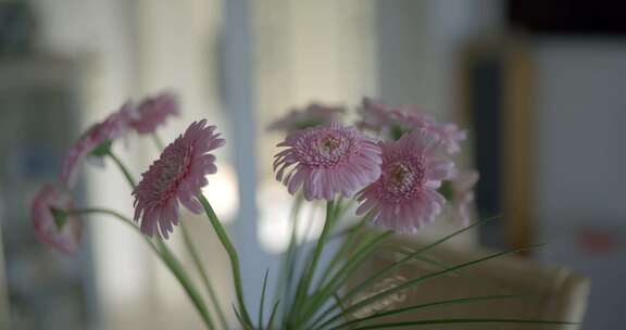 鲜花、粉色、非洲菊、雏菊