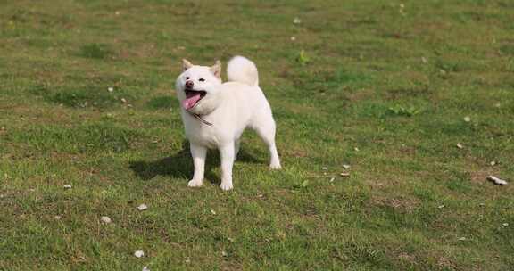 草地上的白色柴犬